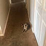cat, tabby_cat, carpet, hallway, door, wall, indoor, pet, animal, floor, feline, resting, alert, brown, beige, home, curtain, floral_pattern, room, doorway