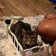 Smokey joined the competition — help win amazing prizes! cat, tabby_cat, toy_bed, white_bed, pink_stars, fluffy_rug, wooden_floor, indoor, pet, animal, curious, sitting, legs, human, storage_bins, cozy, flooring, furniture, domestic, relaxed