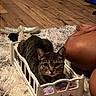 cat, tabby_cat, toy_bed, white_bed, pink_stars, fluffy_rug, wooden_floor, indoor, pet, animal, curious, sitting, legs, human, storage_bins, cozy, flooring, furniture, domestic, relaxed
