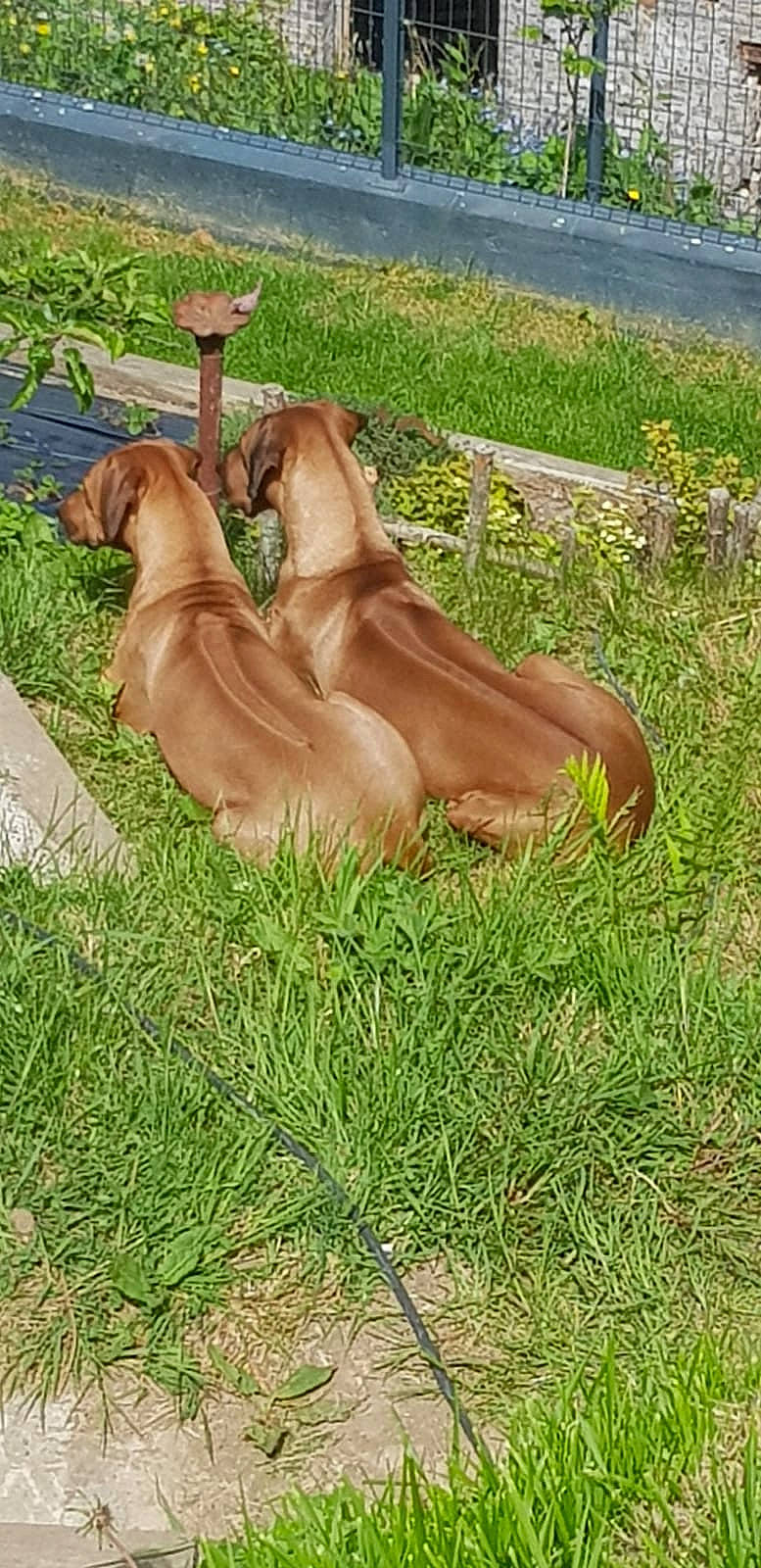 Nyanga Et Omara participe au concours pour gagner de l'argent avec cette photo : canidae, carnivore, companion_dog, dog, dog_breed, fawn, grass, grassland, groundcover, liver, natural_material, pasture, plant, prairie, snout, sporting_group, tail, terrestrial_animal, wildlife, working_animal