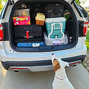 Domino joined the competition — help win amazing prizes! dog, white, brown, pet, car, trunk, luggage, cooler, box, snacks, outdoor, sidewalk, daylight, packed, travel, curious, sitting, collar, vehicle, adventure