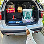 dog, white, brown, pet, car, trunk, luggage, cooler, box, snacks, outdoor, sidewalk, daylight, packed, travel, curious, sitting, collar, vehicle, adventure