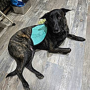 Chompy joined the competition — help win amazing prizes! animal, black_dog, black_fur, brindle, brindle_fur, brown_eyes, dog, floor, furniture, harness, home, indoor, long_ears, lying_down, pet, photography, portrait, relaxed, turquoise_vest, wood_floor
