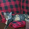 black, cardboard_box, cat, checkered, cozy, curious, cushion, domestic_animal, feline, fur, green_eyes, indoor, pet, red, relaxed, resting, stretching, tabby, whiskers, wooden_surface