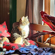 Noomi is registered to the contest to win money with this photo: blanket, cat, cozy, curtain, cushion, daylight, feline, fur, indoor, leaf, pet, plant, red_and_black_checkered, relaxing, striped, sunlight, tabby, whiskers, window, wooden_bench