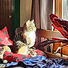 blanket, cat, cozy, curtain, cushion, daylight, feline, fur, indoor, leaf, pet, plant, red_and_black_checkered, relaxing, striped, sunlight, tabby, whiskers, window, wooden_bench
