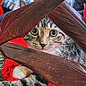 animal, background, cat, closeup, cozy, curious, cute, eyes, fur, indoor, nature, pattern, paws, peeking, pet, red_fabric, tabby, texture, wood, wooden_lattice