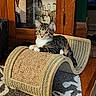 animal, arched_scratch_pad, carpet, cat, cat_scratch_pad, cozy, curious, floor, furniture, household, indoor, kitten, pet, portrait, relaxed, resting, tabby_cat, texture, vintage_photo, wooden_cabinet