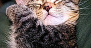 Noomi joined the competition — help win amazing prizes! animal, cat, closeup, cozy, cute, domestic_cat, face, feline, fur, indoor, muzzle, nap, paw, peaceful, pet, relaxed, sleeping, soft_light, tabby, whiskers