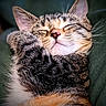 animal, cat, closeup, cozy, cute, domestic_cat, face, feline, fur, indoor, muzzle, nap, paw, peaceful, pet, relaxed, sleeping, soft_light, tabby, whiskers