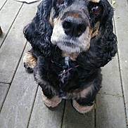 Mia joined the competition — help win amazing prizes! animal, black, close_up, companion, curly_fur, cute, dog, domestic_animal, ears, eyes, floor, fur, indoor, looking_up, nose, pet, portrait, sitting, tan, wooden_floor