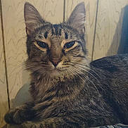 Helena is registered to the contest to win money with this photo: cat, tabby_cat, animal, pet, feline, whiskers, ears, fur, striped, relaxed, indoor, wood_panel, patterned_fabric, close_up, domestic, resting, cute, mammal, companion, home