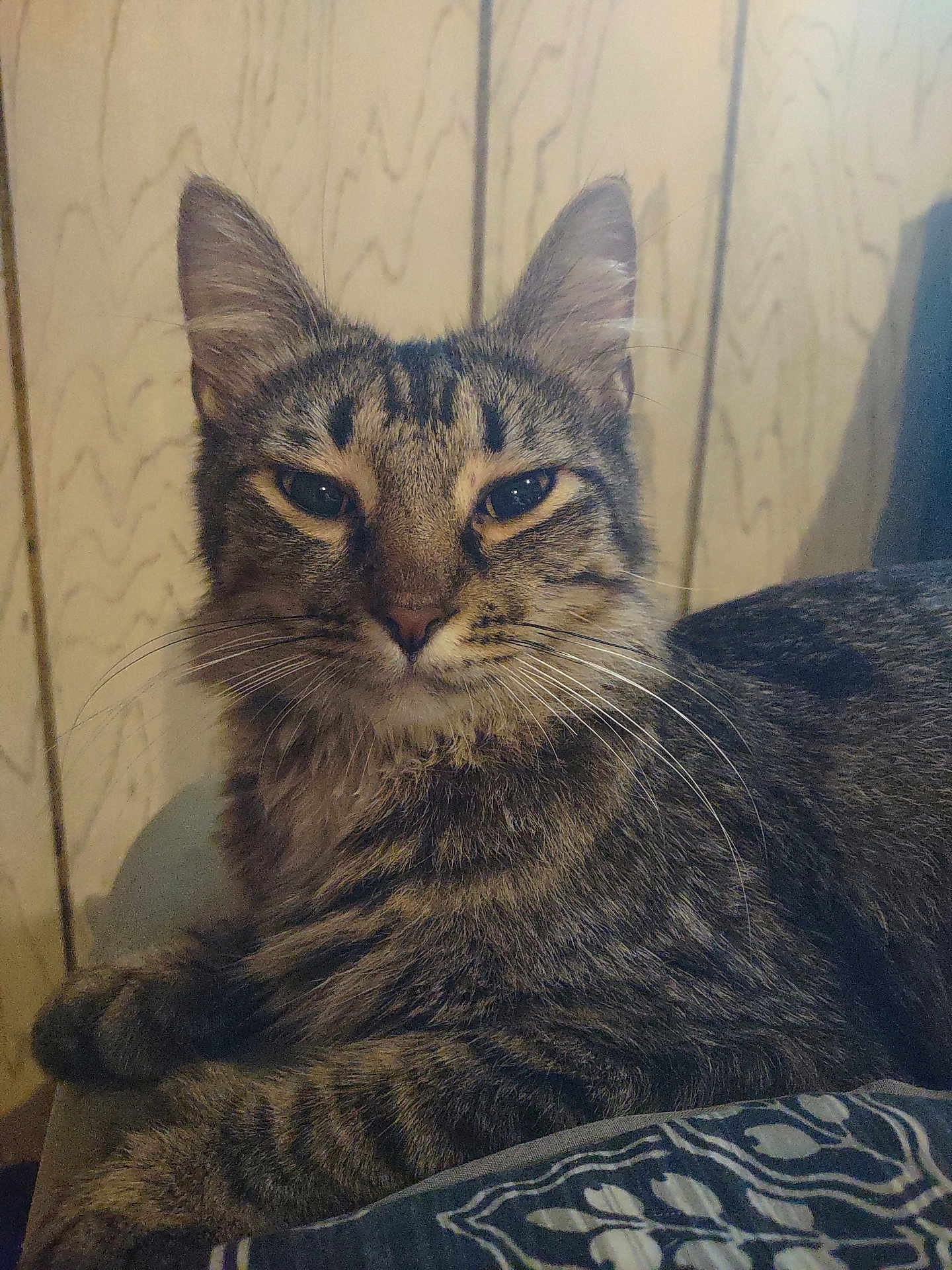 Helena is registered to the contest to win money with this photo: cat, tabby_cat, animal, pet, feline, whiskers, ears, fur, striped, relaxed, indoor, wood_panel, patterned_fabric, close_up, domestic, resting, cute, mammal, companion, home