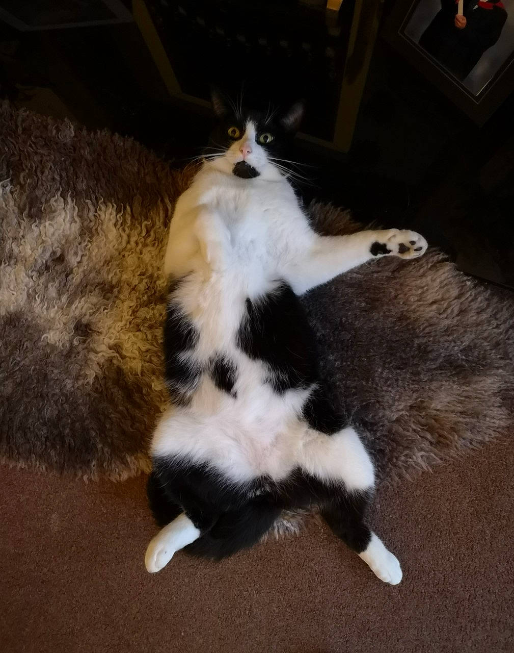 Floyd is registered to the contest to win money with this photo: carnivore, cat, cat_supply, claw, comfort, domestic_short_haired_cat, felidae, flooring, fur, mammal, paw, small_to_medium_sized_cats, snout, tail, terrestrial_animal, whiskers