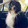 dog, animal, pet, fluffy, car, vehicle, seat, window, sunlight, fur, portrait, indoor, companion, black, white, brown, long_hair, calm, sitting, side_view