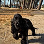 dog, puppy, black_dog, leash, walking, outdoor, park, trees, pine_trees, path, sunlight, shadow, nature, pet, animal, young_dog, grass, forest, daytime, canine