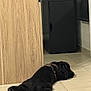 dog, black_dog, lying_down, floor, tile_floor, indoor, furniture, cabinet, drawer, relaxing, pet, domestic_animal, canine, resting, collar, wooden_cabinet, quiet, home_interior, animal, sleeping