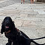 dog, black_dog, puppy, leash, harness, street, pavement, stone_archway, people_walking, outdoor, daylight, historic_building, urban, pet, canine, sidewalk, walking, happy, animal, mammal