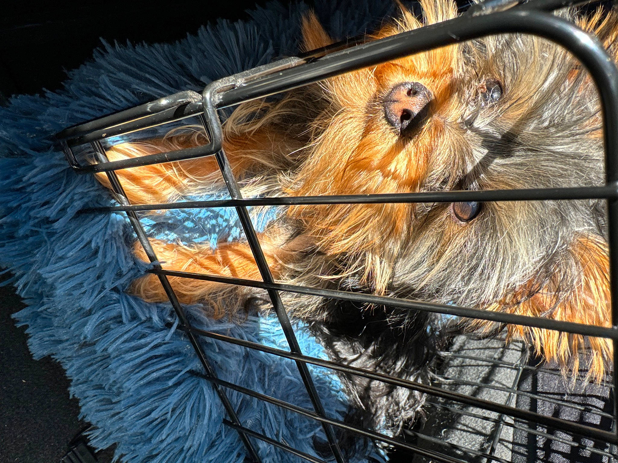 Brownie joined the competition — help win amazing prizes! art, bicycle_tire, bicycle_wheel, circle, eye, fur, metal, reflection, rim, rodent, snout, spoke, street_light, terrestrial_animal, tree, visual_arts, wheel, whiskers, wildlife, wood