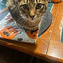 animal, cat, closeup, curious, eyes, face, feline, halloween, indoor, kitten, package, pet, plastic, pumpkin, spider, tabby, table, whiskers, wood, young