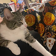 Ronald joined the competition — help win amazing prizes! autumn_theme, cat, cereal_box, close_up, cocoa_puffs, decor, domestic_cat, furniture, household, indoor, lap, paw, person, pet, pumpkin_pattern, relaxed, stretching, tabby_cat, tablecloth, white_fur
