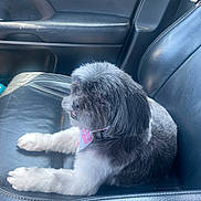 Sparki is registered to the contest to win money with this photo: animal, bandana, black_and_white, canine, car_seat, collar, companion, cute, dog, fluffy, fur, indoors, leather, paw_print, pet, portrait, relaxed, side_view, sitting, vehicle