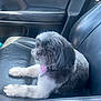 animal, bandana, black_and_white, canine, car_seat, collar, companion, cute, dog, fluffy, fur, indoors, leather, paw_print, pet, portrait, relaxed, side_view, sitting, vehicle