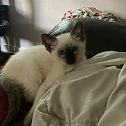 Mazy joined the competition — help win amazing prizes! kitten, cat, siamese, blue_eyes, indoor, blanket, couch, furniture, pet, animal, curious, young, fur, tail, ears, resting, cozy, home, soft_light, domestic