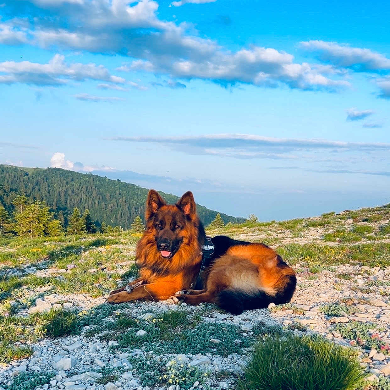 Seïko participe au concours pour gagner de l'argent avec cette photo : animal, canine, clouds, dog, field, fur, german_shepherd, grass, happy, landscape, lying_down, mountains, nature, outdoor, pet, rocks, scenery, sky, sunlight, tongue_out