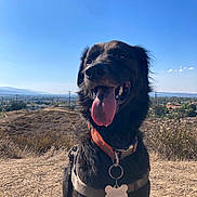 Anakin joined the competition — help win amazing prizes! animal, black_dog, canine, collar, daylight, dog, dry_grass, fur, happy, hill, landscape, leash, nature, outdoor, pet, sky, smiling, sunny, tag, tongue_out