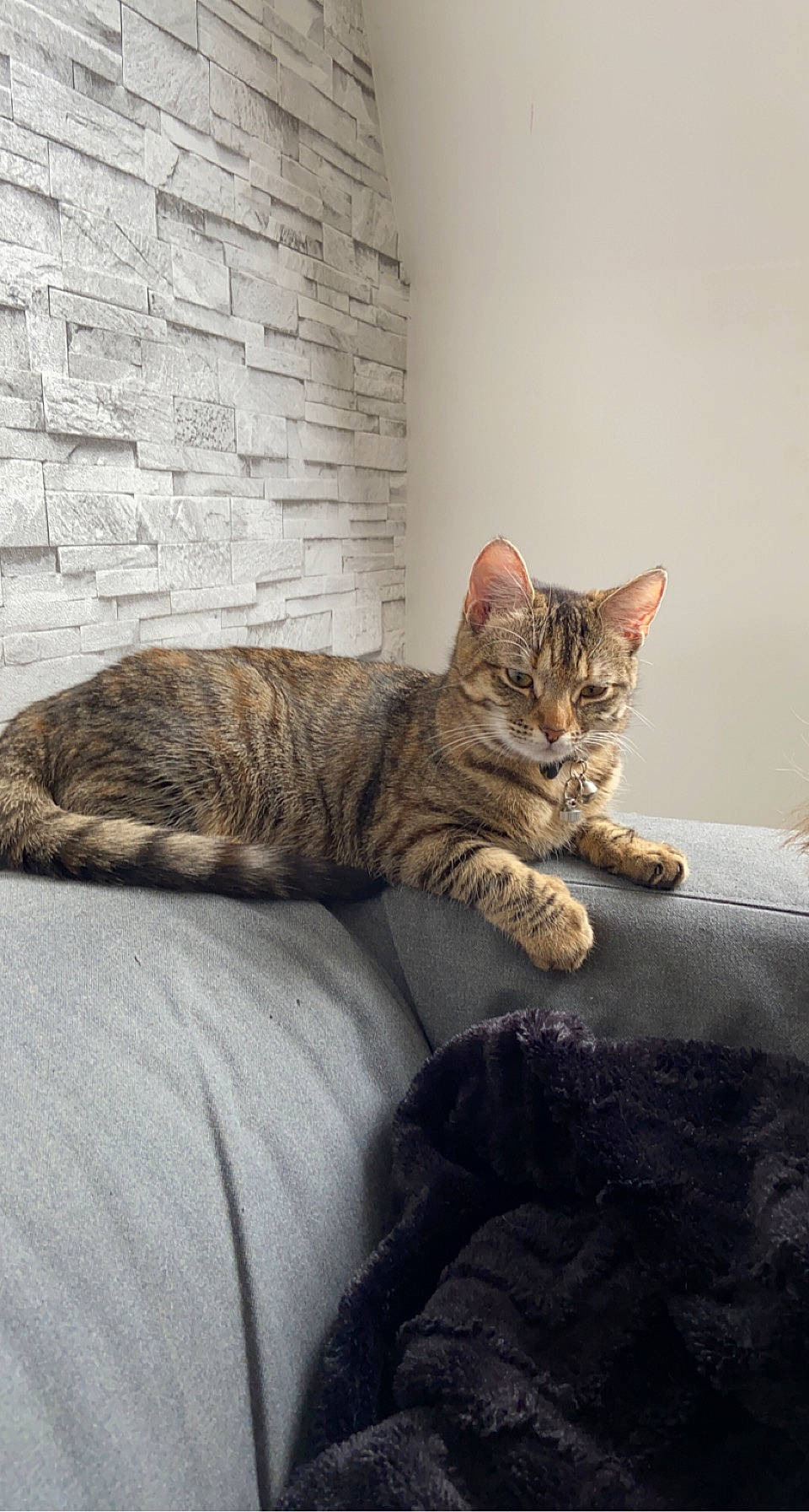 Romy a rejoint le concours — aidez-le/la à gagner de superbes lots ! carnivore, cat, comfort, couch, domestic_short_haired_cat, door, fawn, felidae, flooring, fur, grey, linens, sitting, small_to_medium_sized_cats, snout, tail, terrestrial_animal, vertebrate, whiskers, wood