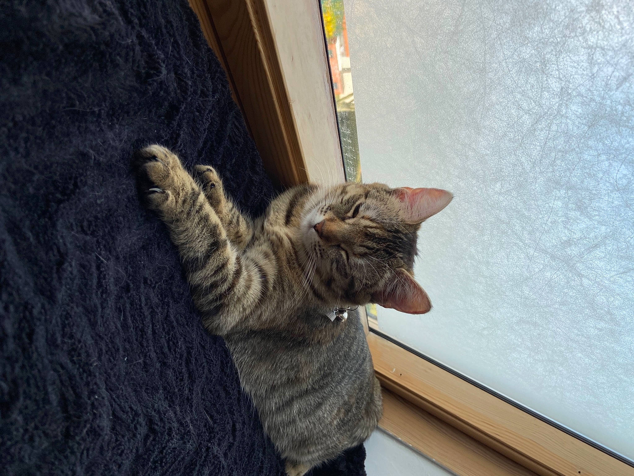 Romy participe au concours pour gagner de l'argent avec cette photo : carnivore, cat, claw, domestic_short_haired_cat, eye, felidae, fur, gesture, grey, paw, small_to_medium_sized_cats, snout, tail, whiskers, window, wood