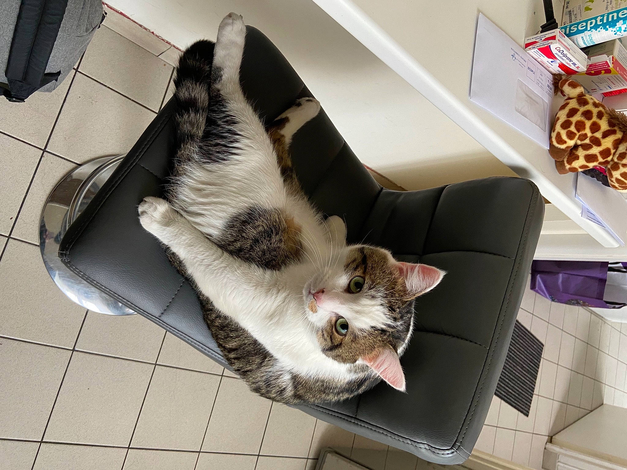 Goonie a rejoint le concours — aidez-le/la à gagner de superbes lots ! animal_shelter, canidae, carnivore, cat, claw, comfort, domestic_short_haired_cat, fawn, felidae, flooring, fur, grey, nap, paw, pet_supply, room, small_to_medium_sized_cats, snout, tail, whiskers