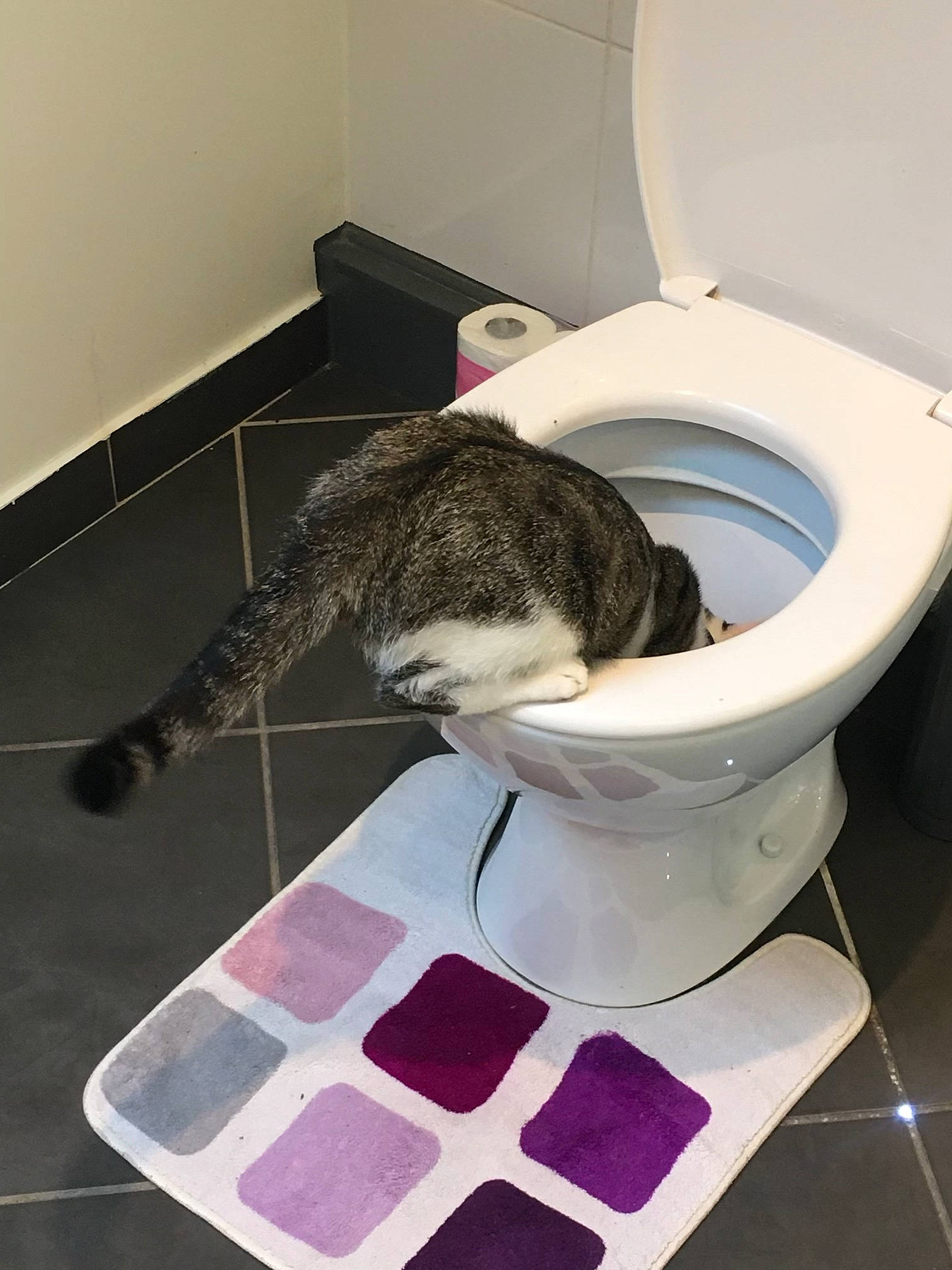 Goonie participe au concours pour gagner de l'argent avec cette photo : bathroom, bathroom_accessory, bidet, ceramic, circle, comfort, eyewear, floor, flooring, fur, household_supply, paper, paper_product, plumbing, plumbing_fixture, purple, room, tile, toilet, toilet_seat