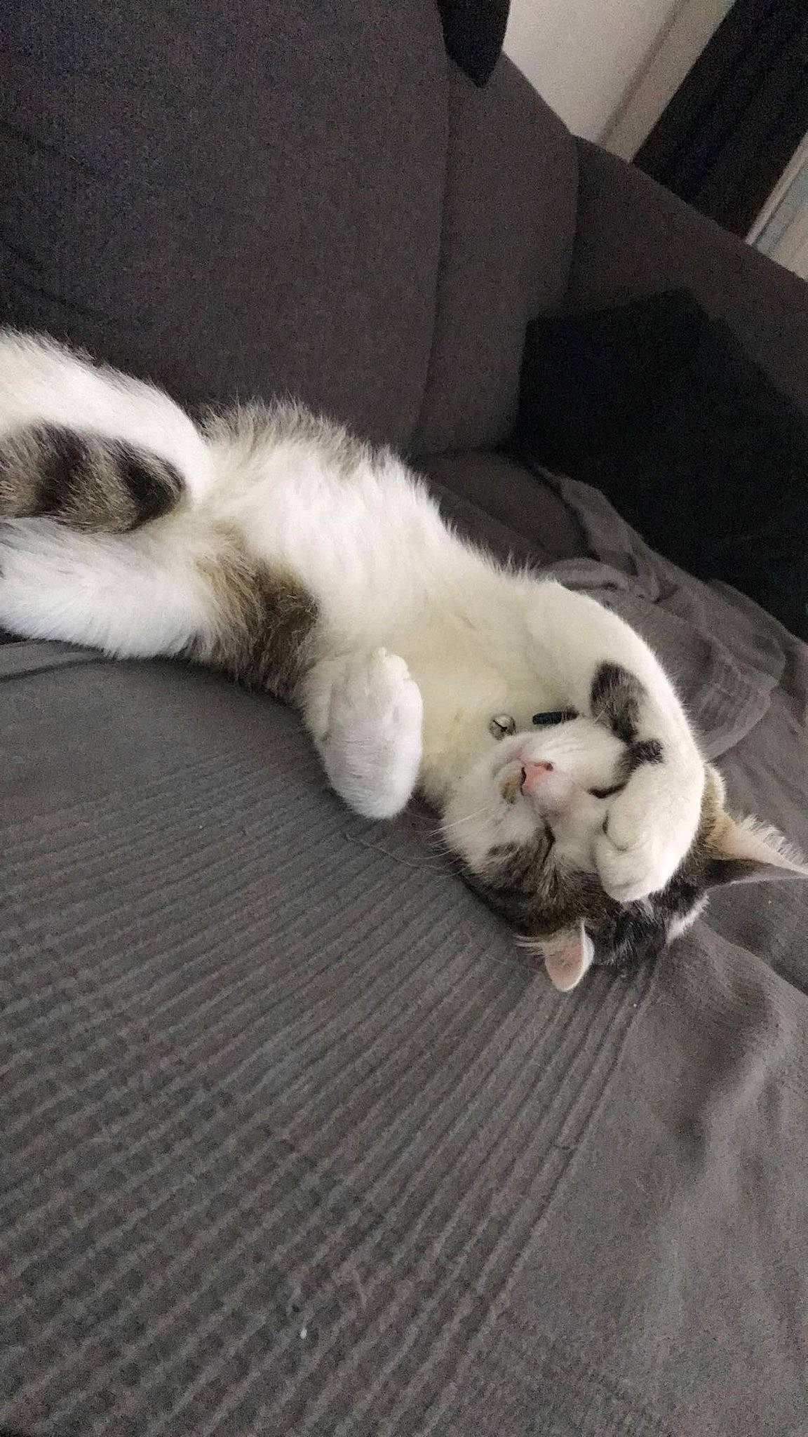 Goonie a rejoint le concours — aidez-le/la à gagner de superbes lots ! carnivore, cat, claw, comfort, companion_dog, domestic_short_haired_cat, fawn, felidae, flooring, fur, grey, hardwood, nap, paw, small_to_medium_sized_cats, snout, tail, textile, whiskers, wood