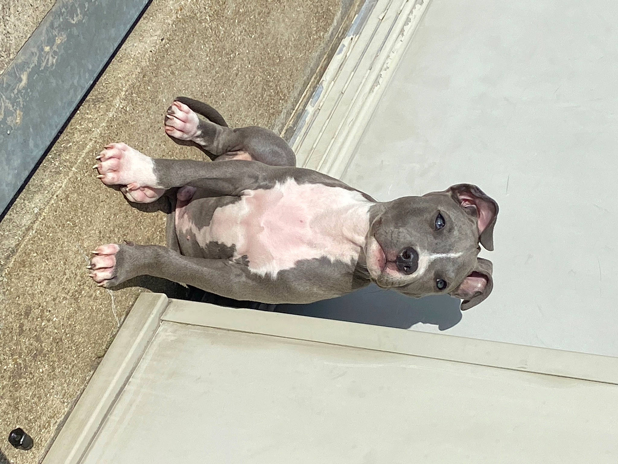 Loki participe au concours pour gagner de l'argent avec cette photo : carnivore, comfort, concrete, dog, dog_breed, foot, fur, human_leg, metal, road_surface, sitting, snout