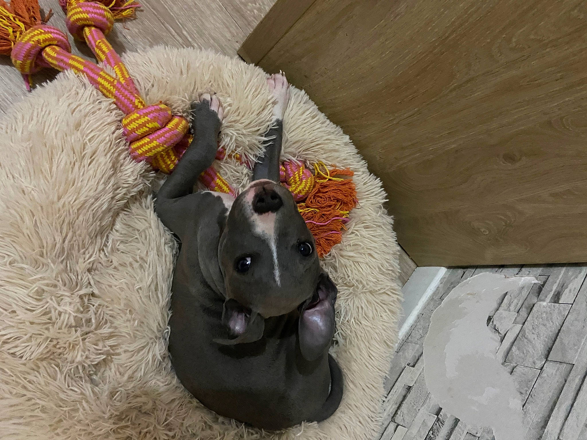 Loki participe au concours pour gagner de l'argent avec cette photo : art, carmine, fawn, flooring, fur, hardwood, pack_animal, plush, ruler, stuffed_toy, tail, terrestrial_animal, toy, visual_arts, wood, wool, working_animal