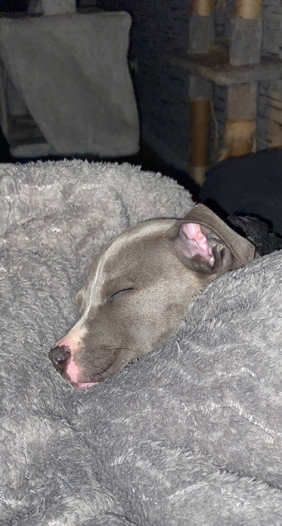 Loki participe au concours pour gagner de l'argent avec cette photo : canidae, carnivore, comfort, corgi_chihuahua, dog, dog_breed, domestic_pig, fawn, flesh, foot, fur, grey, liver, livestock, snout, sporting_group, suidae, terrestrial_animal, whiskers, working_animal