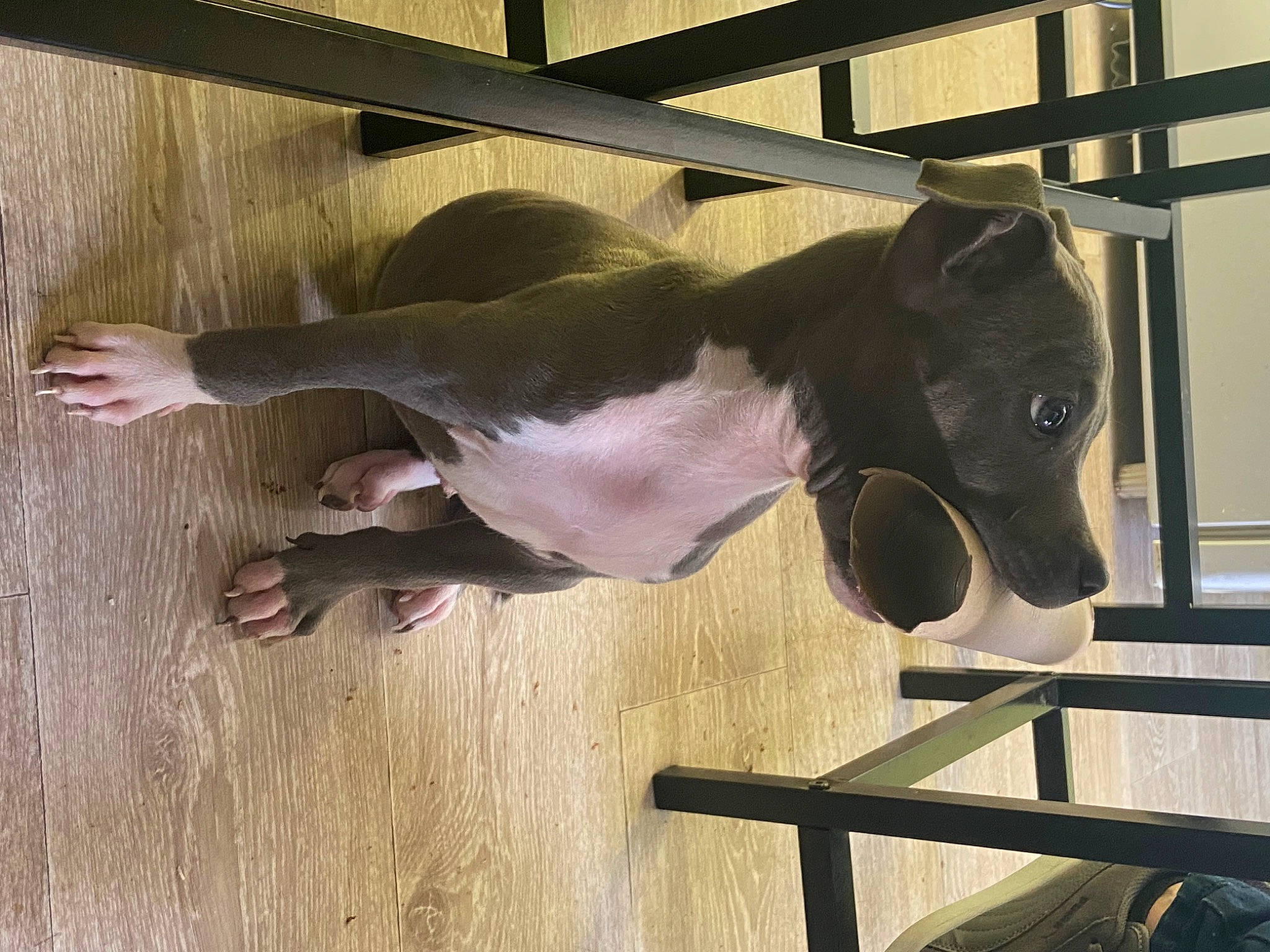 Loki a rejoint le concours — aidez-le/la à gagner de superbes lots ! canidae, carnivore, companion_dog, dog, dog_breed, dog_supply, fawn, flooring, fur, hardwood, human_leg, liver, pet_supply, snout, sporting_group, tail, terrestrial_animal, vertebrate, wood, working_animal