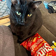 Romeo is registered to the contest to win money with this photo: black_cat, cat, pet, indoor, couch, snack_bag, sun_chips, food_package, yellow_eyes, fur, whiskers, close_up, curious, feline, domestic_animal, grey_couch, household, sitting, looking_up, soft_fur