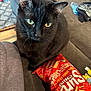 black_cat, cat, pet, indoor, couch, snack_bag, sun_chips, food_package, yellow_eyes, fur, whiskers, close_up, curious, feline, domestic_animal, grey_couch, household, sitting, looking_up, soft_fur