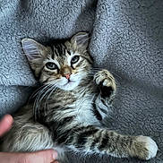 Nala participe au concours pour gagner de l'argent avec cette photo : kitten, cat, tabby, pet, hand, furry, whiskers, ears, paw, relaxed, cozy, blanket, texture, cute, animal, domestic, fur, young, indoor, resting