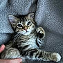 kitten, cat, tabby, pet, hand, furry, whiskers, ears, paw, relaxed, cozy, blanket, texture, cute, animal, domestic, fur, young, indoor, resting