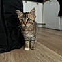 Nala participe au concours pour gagner de l'argent avec cette photo : kitten, cat, animal, pet, indoor, floor, wooden_floor, curtain, black_curtain, cabinet, kitchen, furniture, young, small, furry, whiskers, cute, wide_eyes, standing, blurred