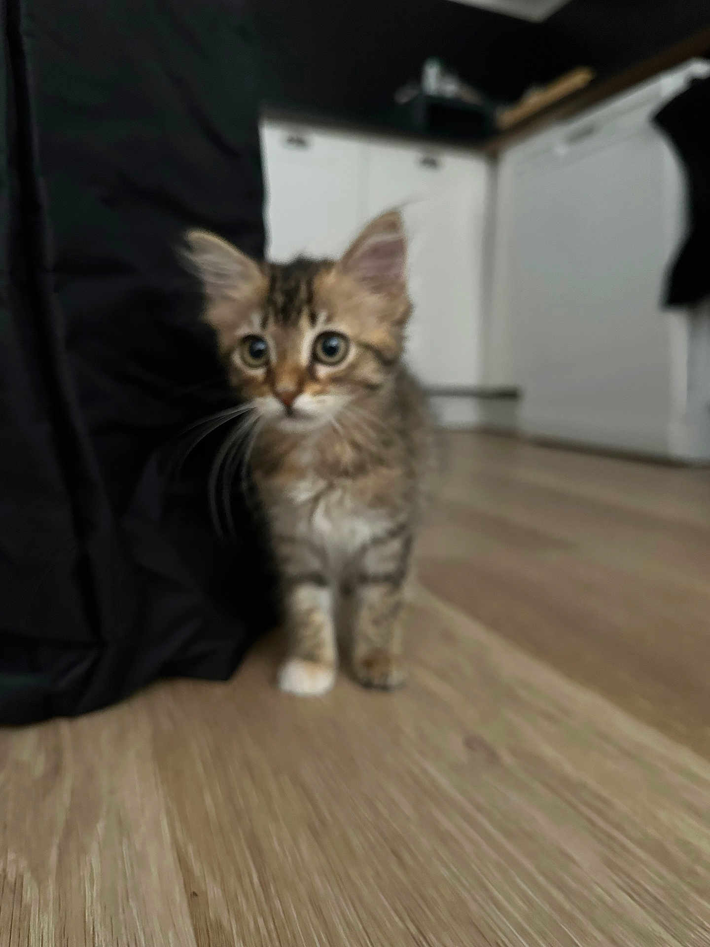 Nala participe au concours pour gagner de l'argent avec cette photo : kitten, cat, animal, pet, indoor, floor, wooden_floor, curtain, black_curtain, cabinet, kitchen, furniture, young, small, furry, whiskers, cute, wide_eyes, standing, blurred