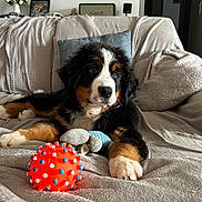 Ava a rejoint le concours — aidez-le/la à gagner de superbes lots ! bernese_mountain_dog, puppy, dog, couch, toy, orange_ball, pillow, blanket, living_room, flowers, painting, picture_frame, cozy, indoor, pet, fur, cute, relaxed, home, furniture