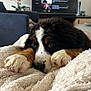 Ava a rejoint le concours — aidez-le/la à gagner de superbes lots ! dog, puppy, bernese_mountain_dog, blanket, cozy, furniture, living_room, television, soft_texture, paw, fur, cute, resting, indoors, home, relaxation, black_fur, white_fur, brown_fur, close_up