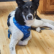 Mato is registered to the contest to win money with this photo: dog, black_and_white, harness, blue, floor, wooden_floor, indoor, pet, canine, lying_down, ears_up, looking_at_camera, furniture, cabinet, flooring, domestic, animal, companion, relaxed, house