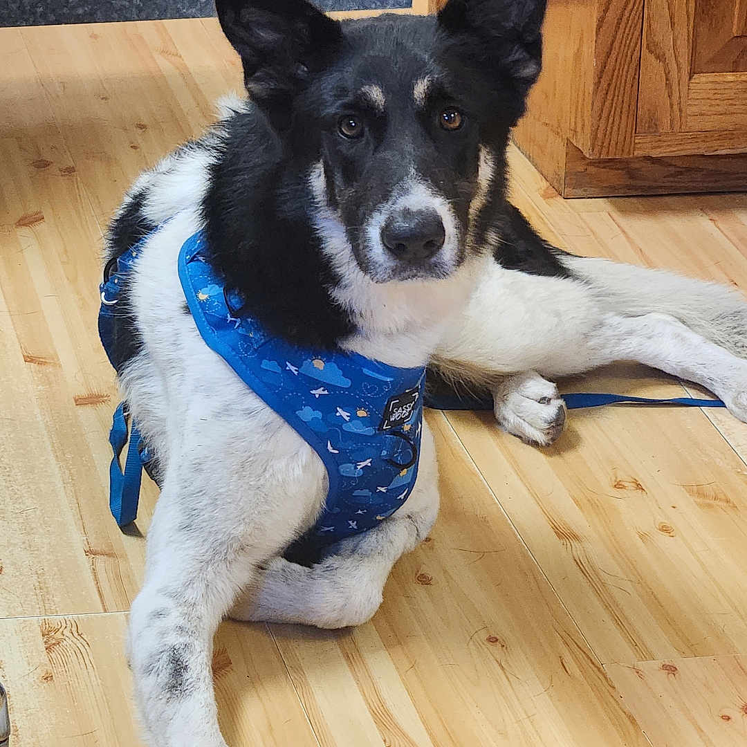 Mato is registered to the contest to win money with this photo: animal, black_and_white, blue, cabinet, canine, companion, dog, domestic, ears_up, floor, flooring, furniture, harness, house, indoor, looking_at_camera, lying_down, pet, relaxed, wooden_floor