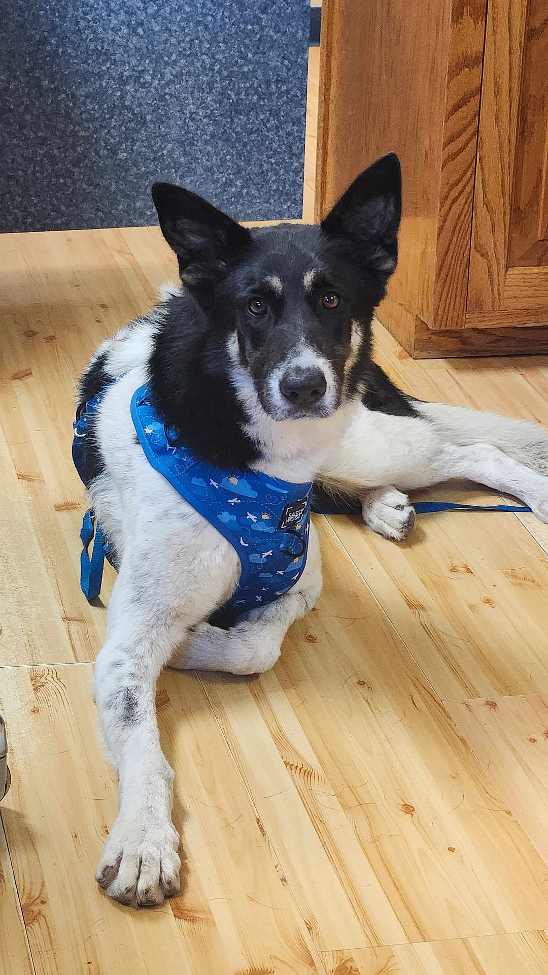 Mato is registered to the contest to win money with this photo: dog, black_and_white, harness, blue, floor, wooden_floor, indoor, pet, canine, lying_down, ears_up, looking_at_camera, furniture, cabinet, flooring, domestic, animal, companion, relaxed, house